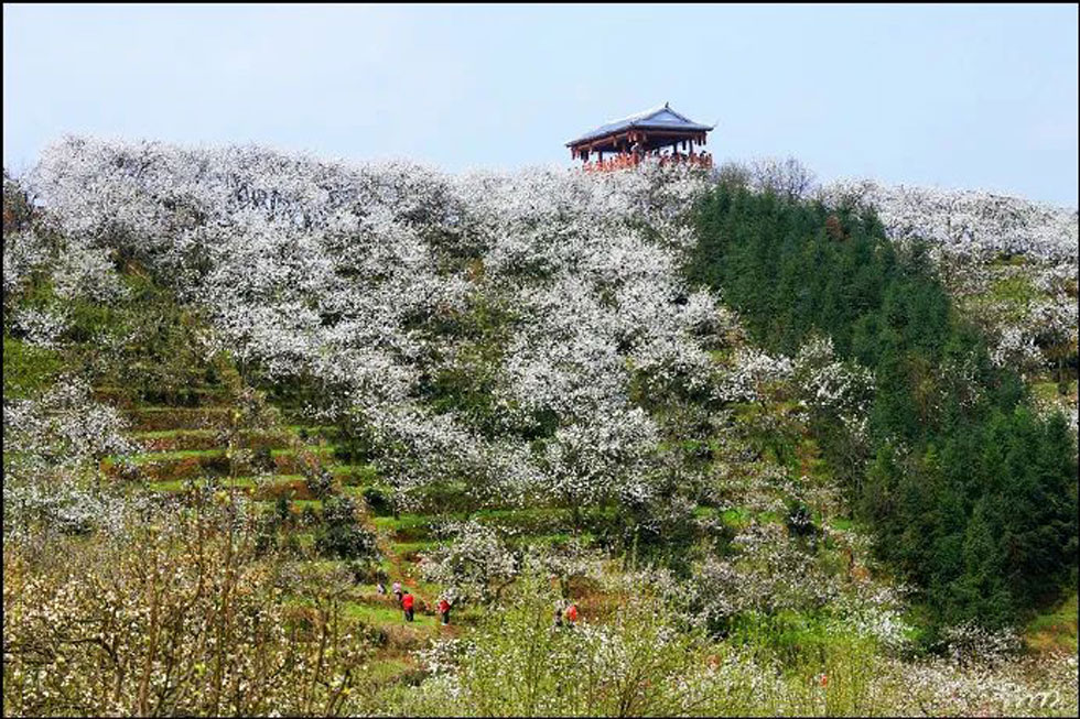 【春天，广西桂林灌阳县向您发出邀请！】我们在灌阳看梨花 - 游山玩水 - 曲靖生活社区 - 曲靖28生活网 qj.28life.net