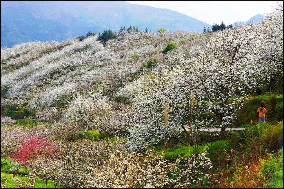 【春天，广西桂林灌阳县向您发出邀请！】我们在灌阳看梨花 - 游山玩水 - 曲靖生活社区 - 曲靖28生活网 qj.28life.net