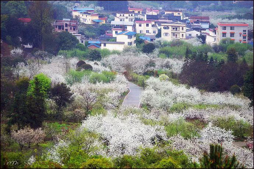 【春天，广西桂林灌阳县向您发出邀请！】我们在灌阳看梨花 - 游山玩水 - 曲靖生活社区 - 曲靖28生活网 qj.28life.net