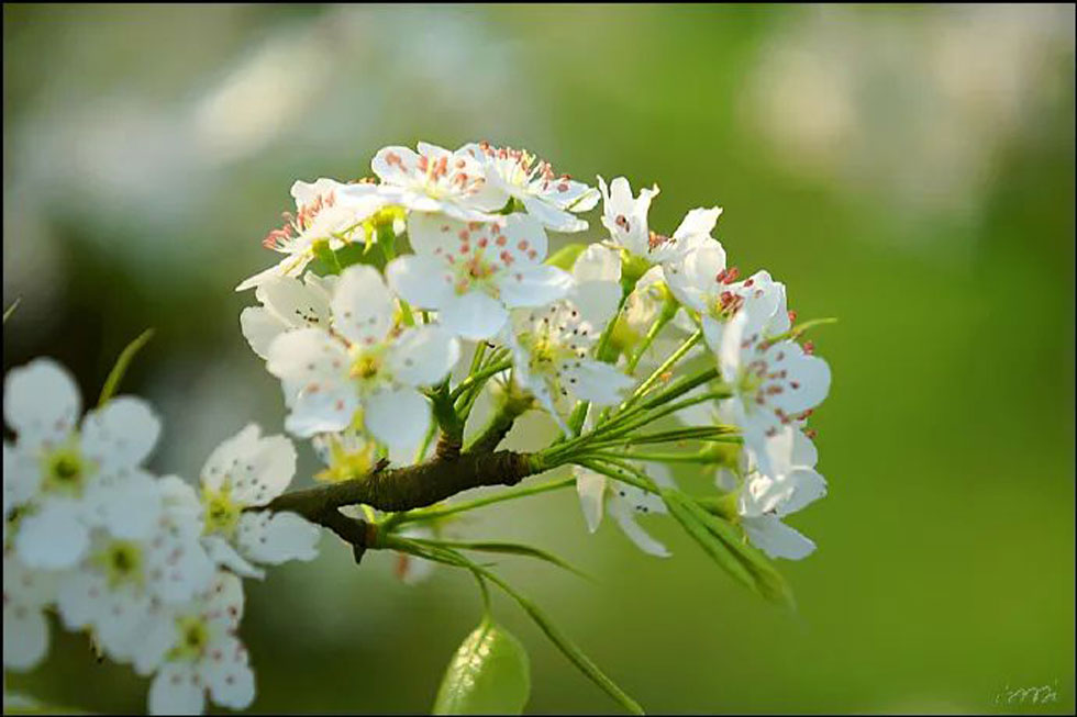 【春天，广西桂林灌阳县向您发出邀请！】我们在灌阳看梨花 - 游山玩水 - 曲靖生活社区 - 曲靖28生活网 qj.28life.net