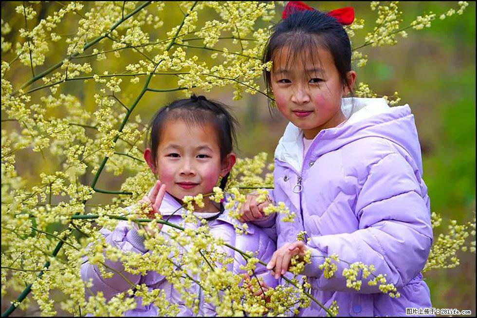 【春天，广西桂林灌阳县向您发出邀请！】米珠山前有片山苍子花在飘香 - 游山玩水 - 曲靖生活社区 - 曲靖28生活网 qj.28life.net