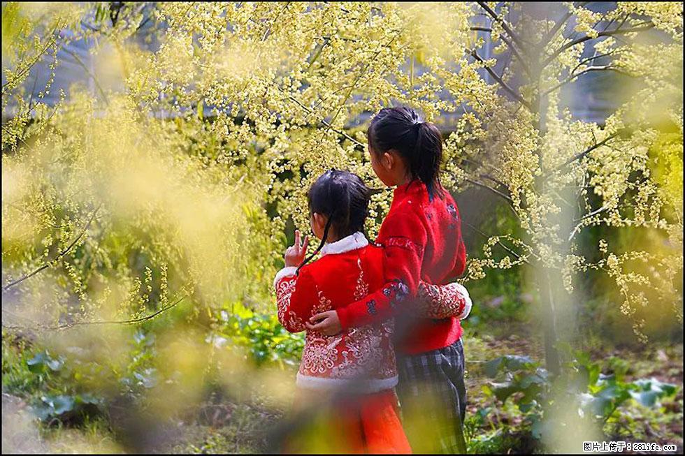 【春天，广西桂林灌阳县向您发出邀请！】米珠山前有片山苍子花在飘香 - 游山玩水 - 曲靖生活社区 - 曲靖28生活网 qj.28life.net