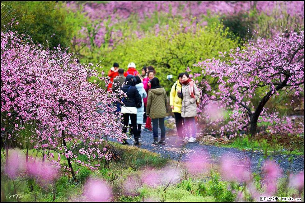 【春天，广西桂林灌阳县向您发出邀请！】官庄村有个醉美的桃花园 - 游山玩水 - 曲靖生活社区 - 曲靖28生活网 qj.28life.net
