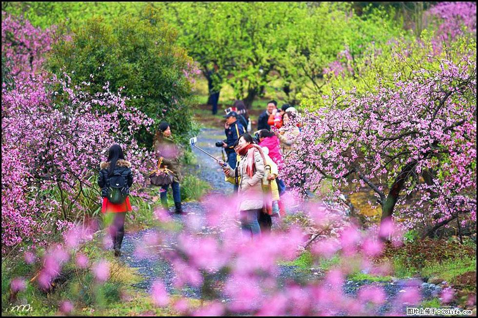 【春天，广西桂林灌阳县向您发出邀请！】官庄村有个醉美的桃花园 - 游山玩水 - 曲靖生活社区 - 曲靖28生活网 qj.28life.net