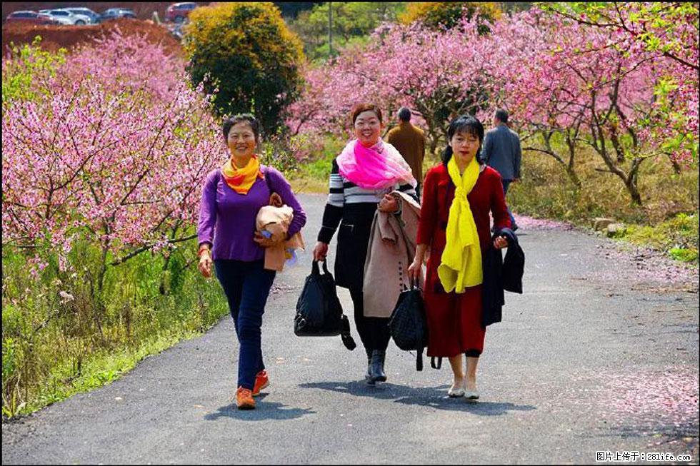 【春天，广西桂林灌阳县向您发出邀请！】官庄村有个醉美的桃花园 - 游山玩水 - 曲靖生活社区 - 曲靖28生活网 qj.28life.net