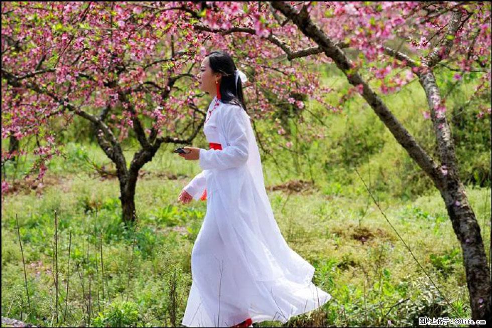 【春天，广西桂林灌阳县向您发出邀请！】官庄村有个醉美的桃花园 - 游山玩水 - 曲靖生活社区 - 曲靖28生活网 qj.28life.net