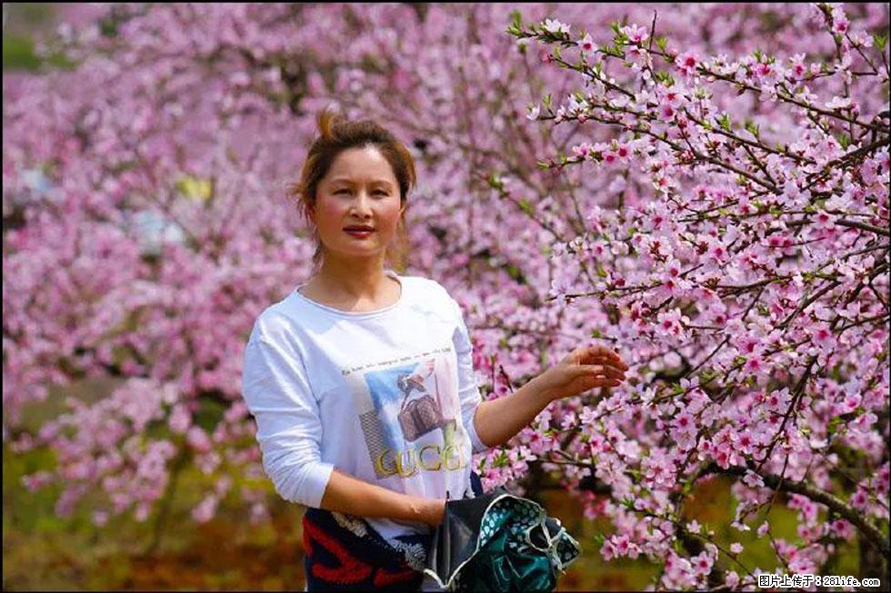 【春天，广西桂林灌阳县向您发出邀请！】官庄村有个醉美的桃花园 - 游山玩水 - 曲靖生活社区 - 曲靖28生活网 qj.28life.net