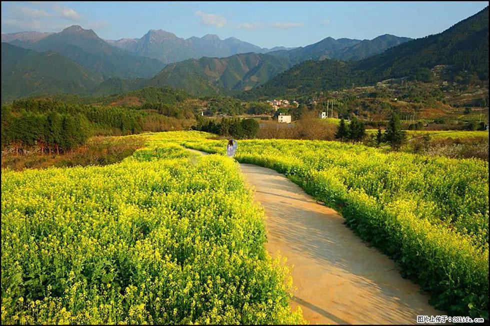 【春天，广西桂林灌阳县向您发出邀请！】长坪村油菜盛情花开 - 游山玩水 - 曲靖生活社区 - 曲靖28生活网 qj.28life.net