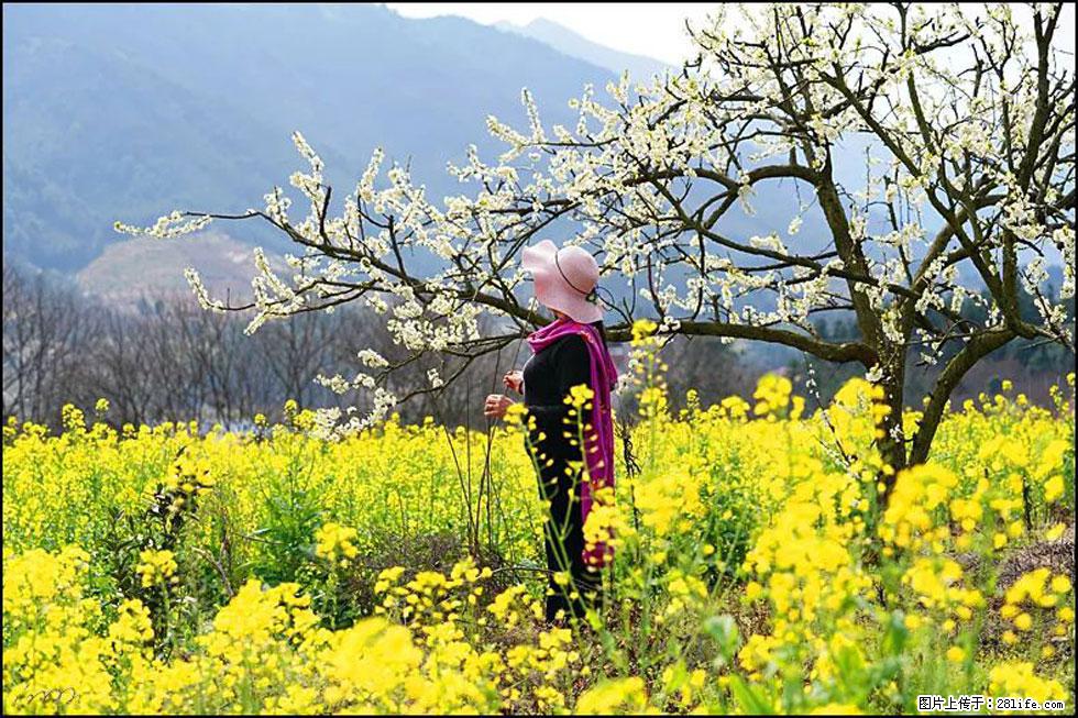 【春天，广西桂林灌阳县向您发出邀请！】长坪村油菜盛情花开 - 游山玩水 - 曲靖生活社区 - 曲靖28生活网 qj.28life.net