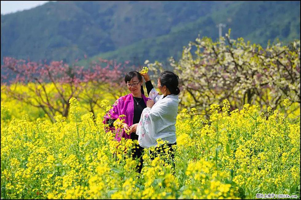 【春天，广西桂林灌阳县向您发出邀请！】长坪村油菜盛情花开 - 游山玩水 - 曲靖生活社区 - 曲靖28生活网 qj.28life.net