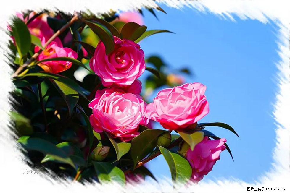 【春天，广西桂林灌阳县向您发出邀请！】杨柳井茶花惹人爱 - 游山玩水 - 曲靖生活社区 - 曲靖28生活网 qj.28life.net
