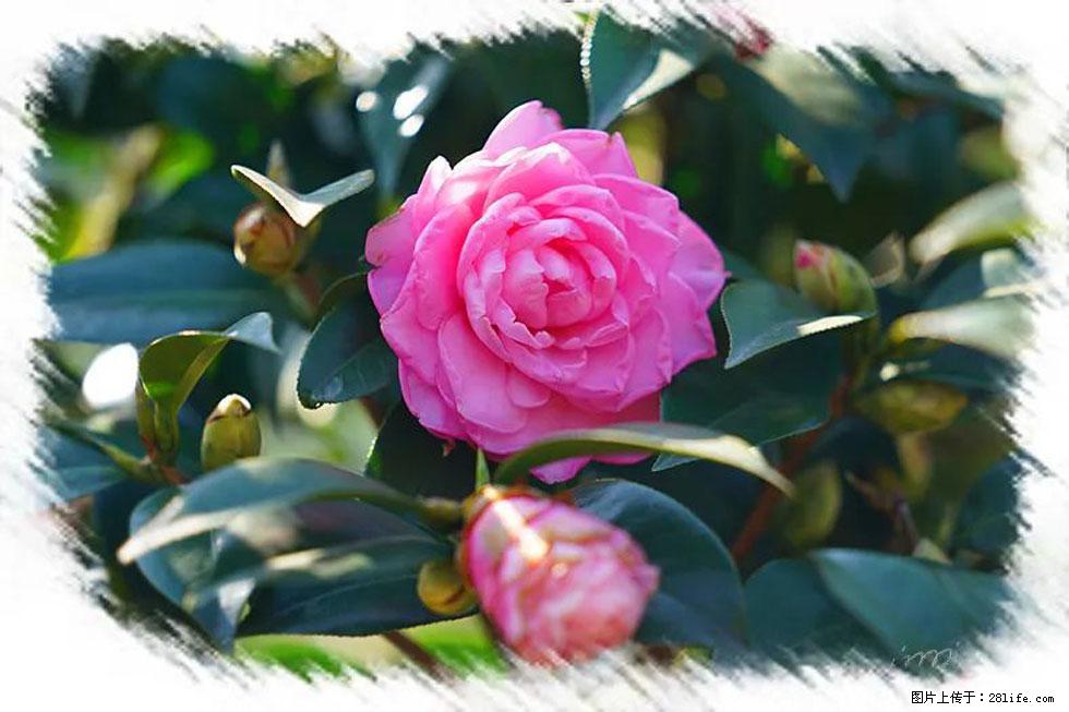 【春天，广西桂林灌阳县向您发出邀请！】杨柳井茶花惹人爱 - 游山玩水 - 曲靖生活社区 - 曲靖28生活网 qj.28life.net