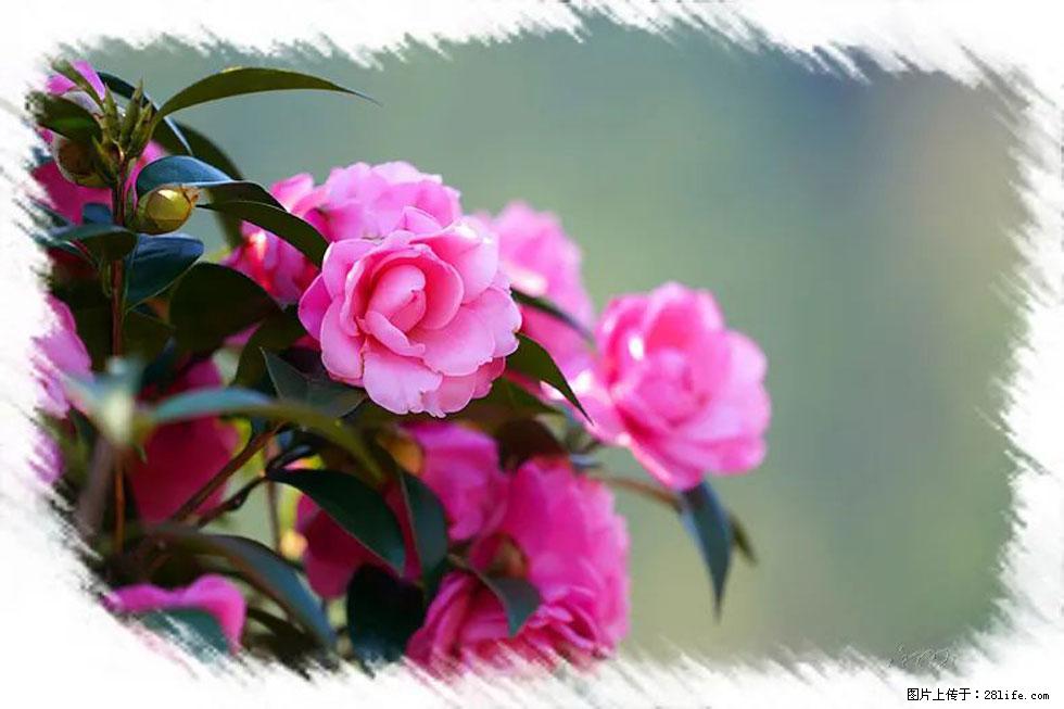 【春天，广西桂林灌阳县向您发出邀请！】杨柳井茶花惹人爱 - 游山玩水 - 曲靖生活社区 - 曲靖28生活网 qj.28life.net