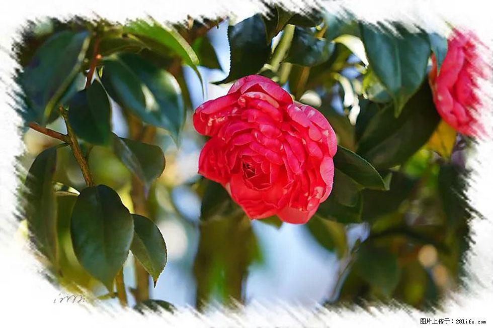 【春天，广西桂林灌阳县向您发出邀请！】杨柳井茶花惹人爱 - 游山玩水 - 曲靖生活社区 - 曲靖28生活网 qj.28life.net