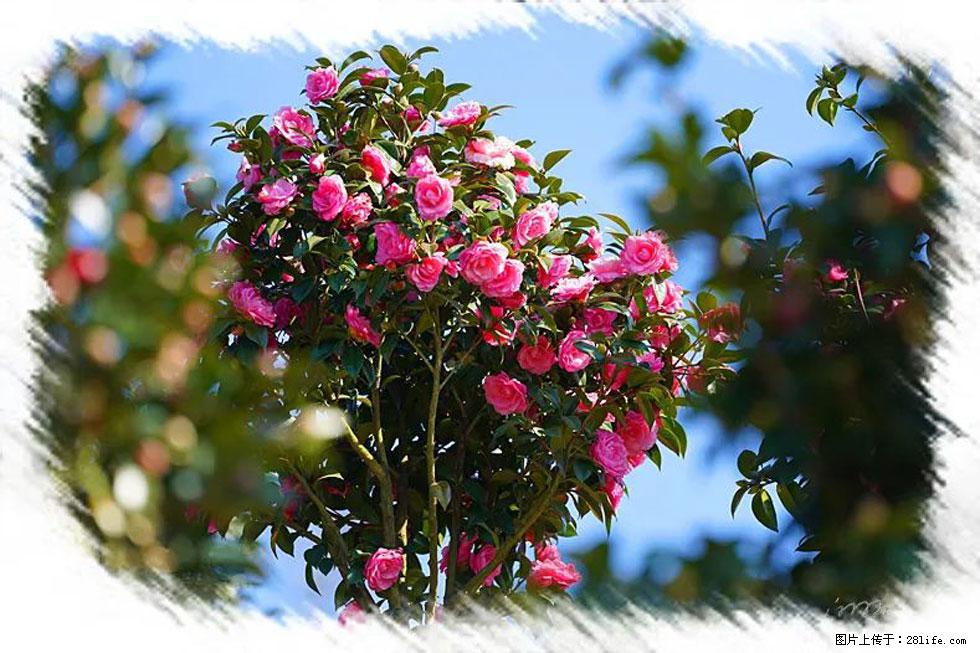【春天，广西桂林灌阳县向您发出邀请！】杨柳井茶花惹人爱 - 游山玩水 - 曲靖生活社区 - 曲靖28生活网 qj.28life.net