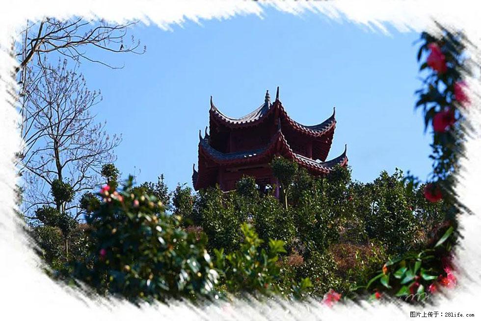 【春天，广西桂林灌阳县向您发出邀请！】杨柳井茶花惹人爱 - 游山玩水 - 曲靖生活社区 - 曲靖28生活网 qj.28life.net