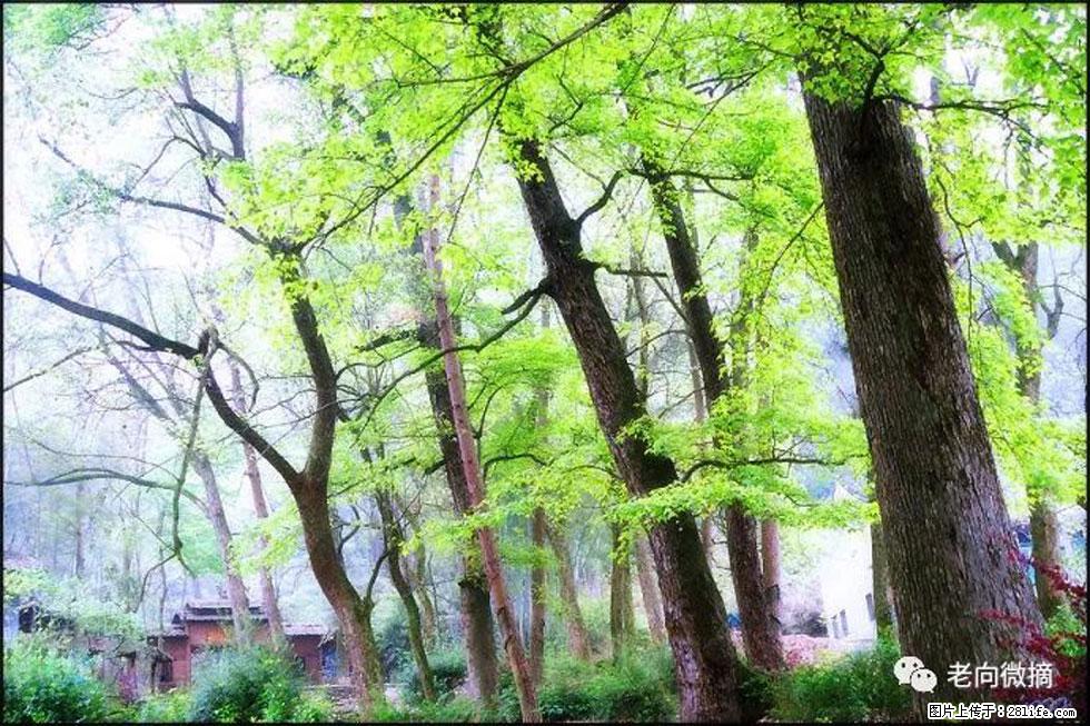 【春天，广西桂林灌阳县向您发出邀请！】在小龙村与春天约会 - 游山玩水 - 曲靖生活社区 - 曲靖28生活网 qj.28life.net