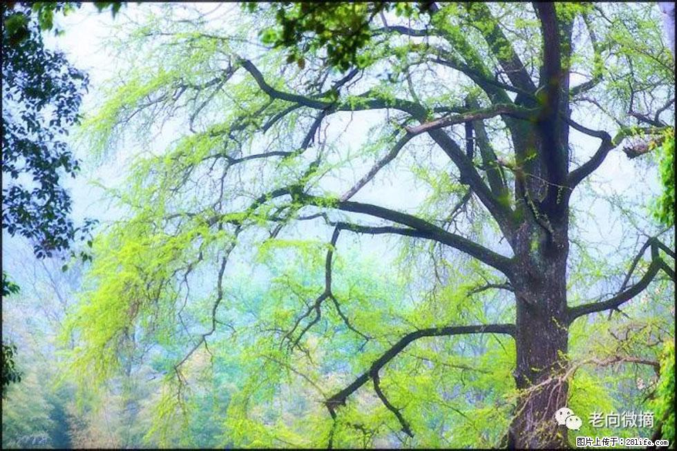 【春天，广西桂林灌阳县向您发出邀请！】在小龙村与春天约会 - 游山玩水 - 曲靖生活社区 - 曲靖28生活网 qj.28life.net