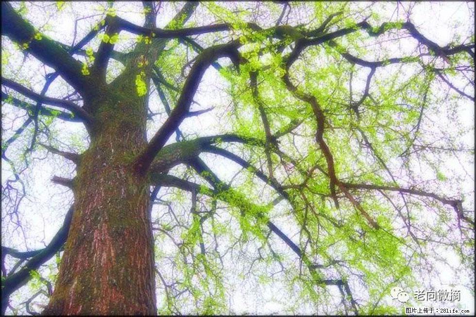 【春天，广西桂林灌阳县向您发出邀请！】在小龙村与春天约会 - 游山玩水 - 曲靖生活社区 - 曲靖28生活网 qj.28life.net