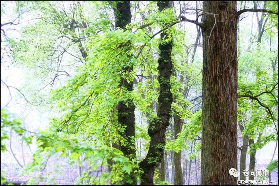 【春天，广西桂林灌阳县向您发出邀请！】在小龙村与春天约会 - 游山玩水 - 曲靖生活社区 - 曲靖28生活网 qj.28life.net