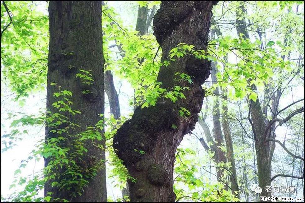 【春天，广西桂林灌阳县向您发出邀请！】在小龙村与春天约会 - 游山玩水 - 曲靖生活社区 - 曲靖28生活网 qj.28life.net