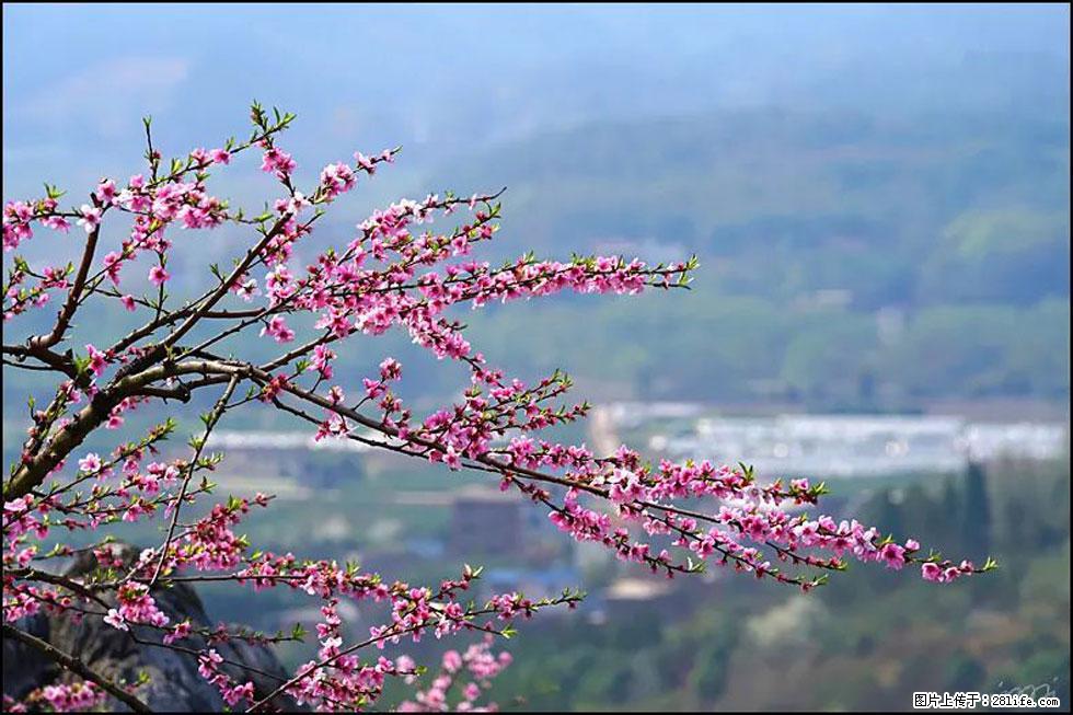 【春天，广西桂林灌阳县向您发出邀请！】望月岭上桃花开 - 游山玩水 - 曲靖生活社区 - 曲靖28生活网 qj.28life.net