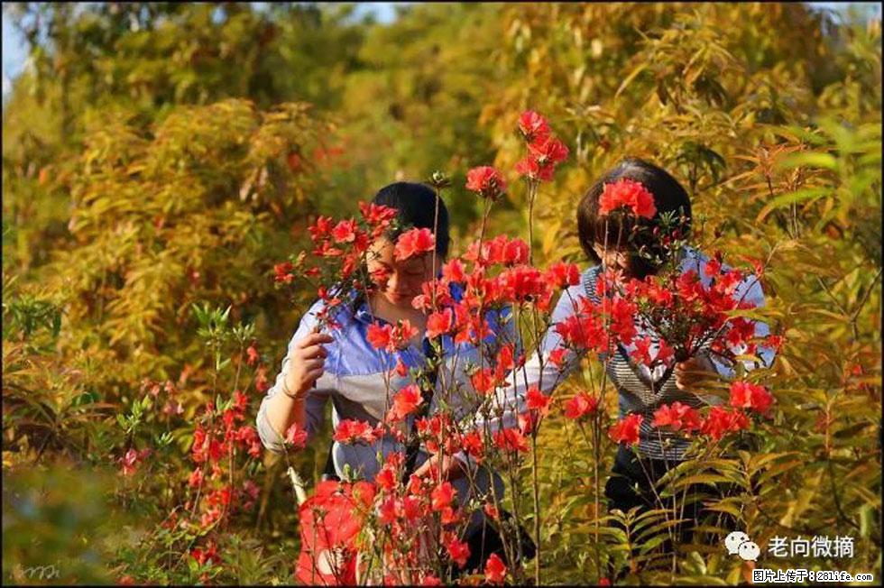 【春天，广西桂林灌阳县向您发出邀请！】登麒麟山，相约映山红 - 游山玩水 - 曲靖生活社区 - 曲靖28生活网 qj.28life.net