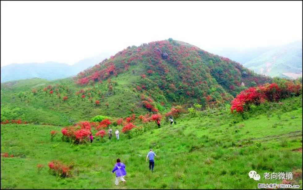 【春天，广西桂林灌阳县向您发出邀请！】宝盖山上映山红 - 游山玩水 - 曲靖生活社区 - 曲靖28生活网 qj.28life.net