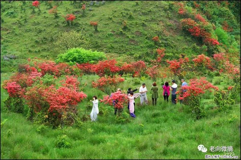 【春天，广西桂林灌阳县向您发出邀请！】宝盖山上映山红 - 游山玩水 - 曲靖生活社区 - 曲靖28生活网 qj.28life.net