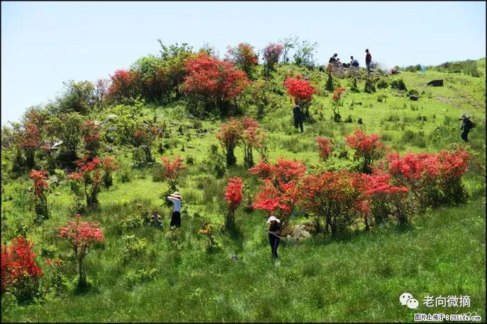 【春天，广西桂林灌阳县向您发出邀请！】宝盖山上映山红 - 游山玩水 - 曲靖生活社区 - 曲靖28生活网 qj.28life.net