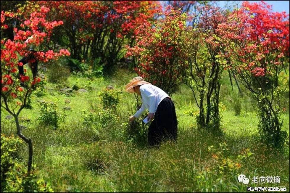 【春天，广西桂林灌阳县向您发出邀请！】宝盖山上映山红 - 游山玩水 - 曲靖生活社区 - 曲靖28生活网 qj.28life.net