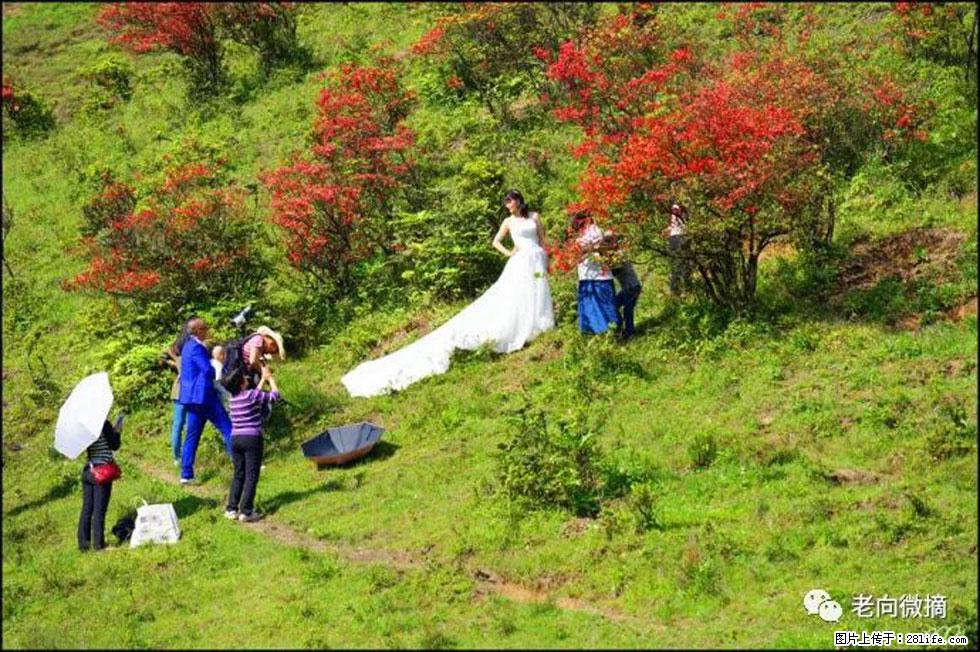 【春天，广西桂林灌阳县向您发出邀请！】宝盖山上映山红 - 游山玩水 - 曲靖生活社区 - 曲靖28生活网 qj.28life.net