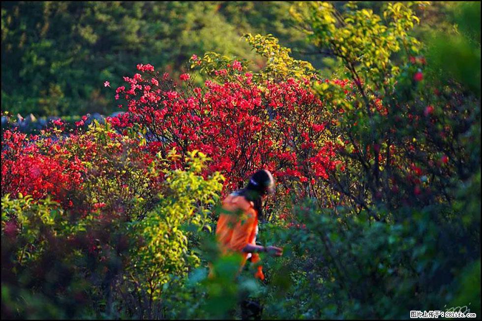 【春天，广西桂林灌阳县向您发出邀请！】春木界上映山红 - 游山玩水 - 曲靖生活社区 - 曲靖28生活网 qj.28life.net