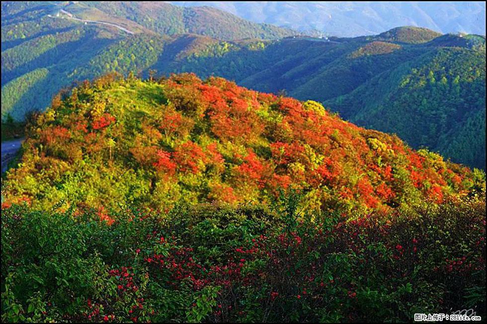 【春天，广西桂林灌阳县向您发出邀请！】春木界上映山红 - 游山玩水 - 曲靖生活社区 - 曲靖28生活网 qj.28life.net