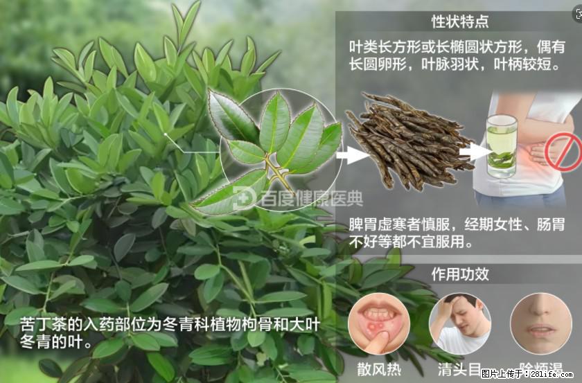 苦丁茶有哪些功效和作用 - 生活百科 - 曲靖生活社区 - 曲靖28生活网 qj.28life.net