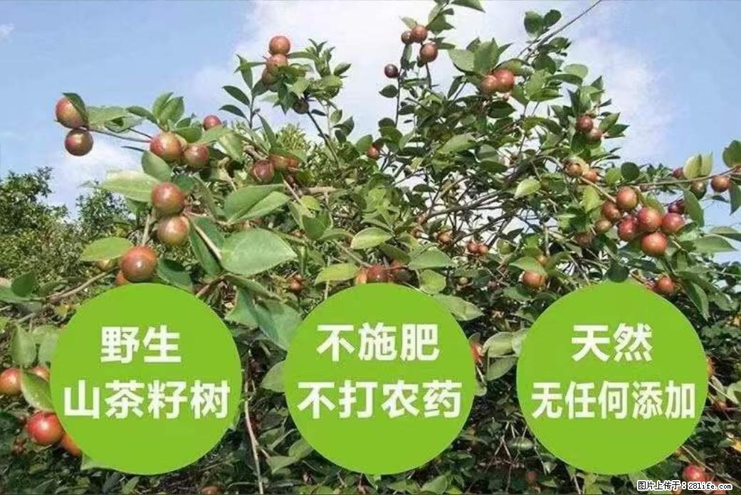 【灌阳县油茶产业示范区】一个有着充实的精神生活的人，对待身外之物自会有一种淡泊的态度 - 土特产 - 饮食特产 - 曲靖分类信息 - 曲靖28生活网 qj.28life.net
