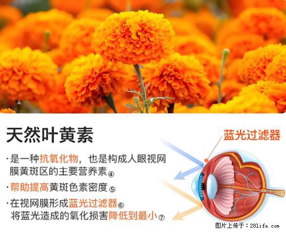 叶黄素有什么功效和作用 - 生活百科 - 曲靖生活社区 - 曲靖28生活网 qj.28life.net