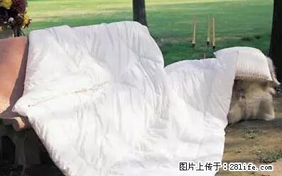 被子有异味？只要这样做，比晒太阳还强100倍！ - 家居生活 - 曲靖生活社区 - 曲靖28生活网 qj.28life.net