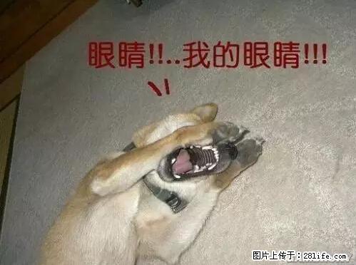 笑癫了！一女的怀孕三年未生，他终于忍不住了... - 娱乐八卦 - 曲靖生活社区 - 曲靖28生活网 qj.28life.net