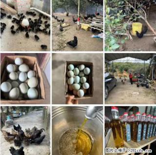 油茶园从小鸡仔开始养起的纯土鸡、土鸡蛋可以预定啦！还有前几天刚榨的纯山茶油哦 - 曲靖28生活网 qj.28life.net