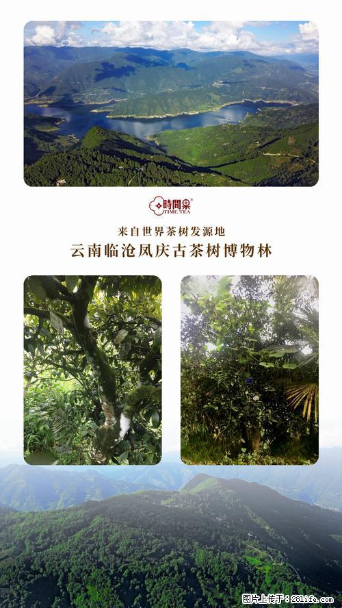 时间果百年古树2025年春红茶 - 购物交流 - 曲靖生活社区 - 曲靖28生活网 qj.28life.net