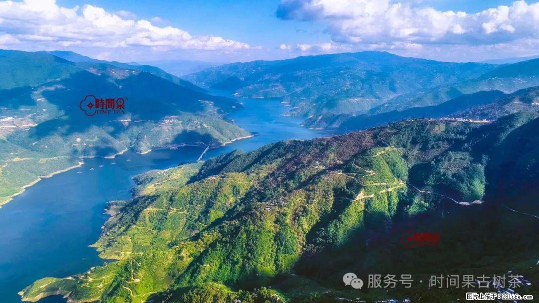 时间果百年古树龙珠普洱生茶 - 购物交流 - 曲靖生活社区 - 曲靖28生活网 qj.28life.net