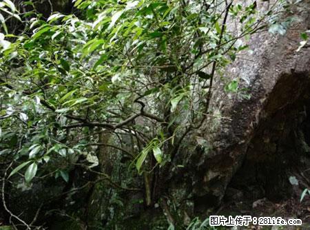 平乐石崖茶，珍贵仅次于金花茶 - 曲靖生活资讯 - 曲靖28生活网 qj.28life.net