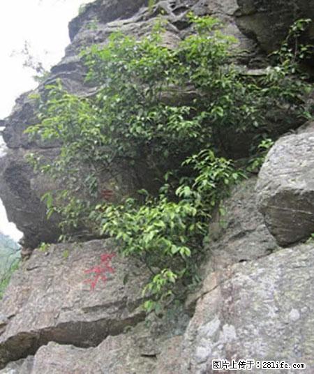 平乐石崖茶，珍贵仅次于金花茶 - 曲靖生活资讯 - 曲靖28生活网 qj.28life.net