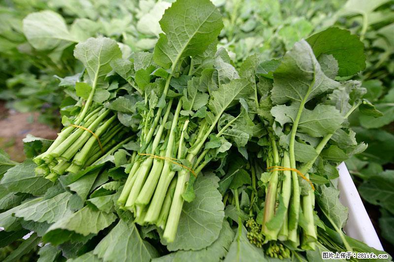 这些蔬菜是“天然钙片”,这6种被医生重点推荐 - 曲靖生活资讯 - 曲靖28生活网 qj.28life.net